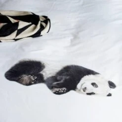 Snurk Parure De Lit Panda- 1 Personne 140x200 -Univers du Lit Boutique 36a32e26200645aaa014e270daa37668